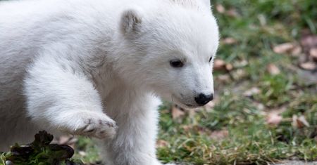 Największy słodziak świata. Nie ma jeszcze imienia