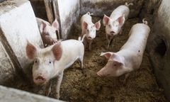 20 razy więcej świń niż ludzi. Mieszkańcy Przyborowa kłócą się o trzodę