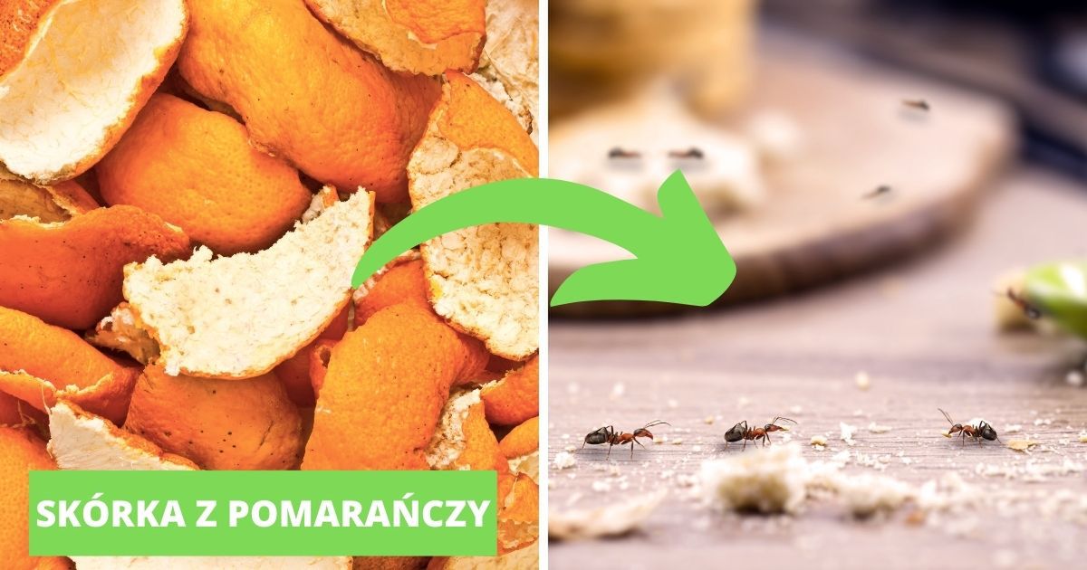 Domowe, całkowicie naturalne i tanie metody na pozbycie się mrówek z kuchni - Pyszności; Foto: Canva.com