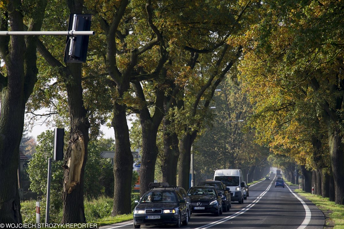 Kierowcy, uważajcie na żołędzie! Chwila nieuwagi może być kosztowna