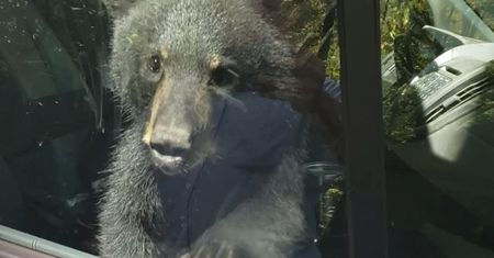 Niespodziewani goście w vanie. Trąbili po pomoc