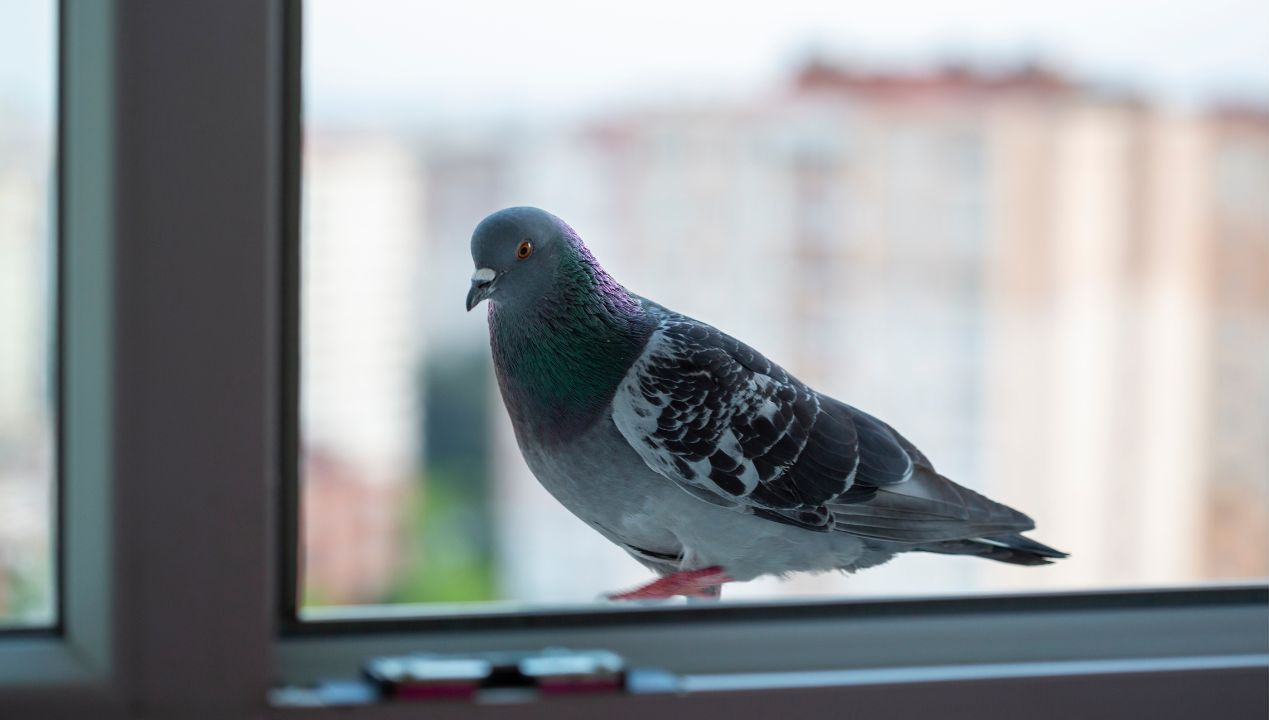 Najlepszy środek do czyszczenia powierzchni z ptasich odchodów masz w kuchni!