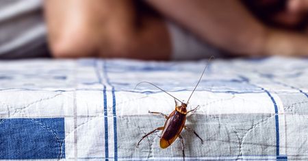 Te owady wychodzą z odpływów i szczelin. Jak się pozbyć karaluchów?