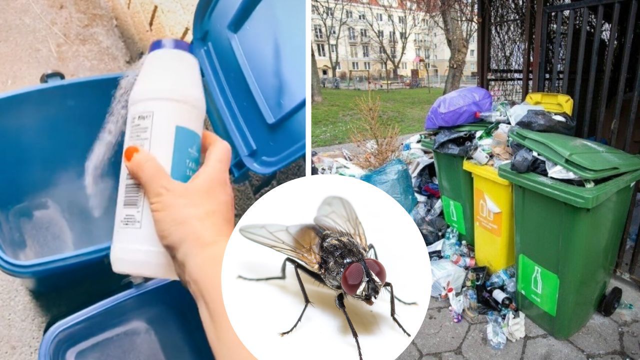 Jak odstraszyć muchy z kontenerów na śmieci? Zrobisz to za pomocą jednego naturalnego składnika