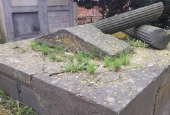 Grób bohaterki Powstania Warszawskiego zdewastowany, porośnięty trawą i popękany