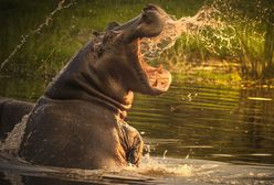 Chiński turysta zabity przez hipopotama. Chciał zrobić mu zdjęcie