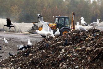 Polska śmietnikiem Europy. Sprowadzamy coraz więcej odpadów