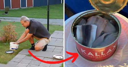 Cały internet robi to źle, wyjaśniamy jak poprawnie jeść surströmming. Kiszone śledzie otwieraj tylko w ten sposób