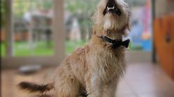 Poznaj zdrowotny wpływ posiadania zwierzęcia