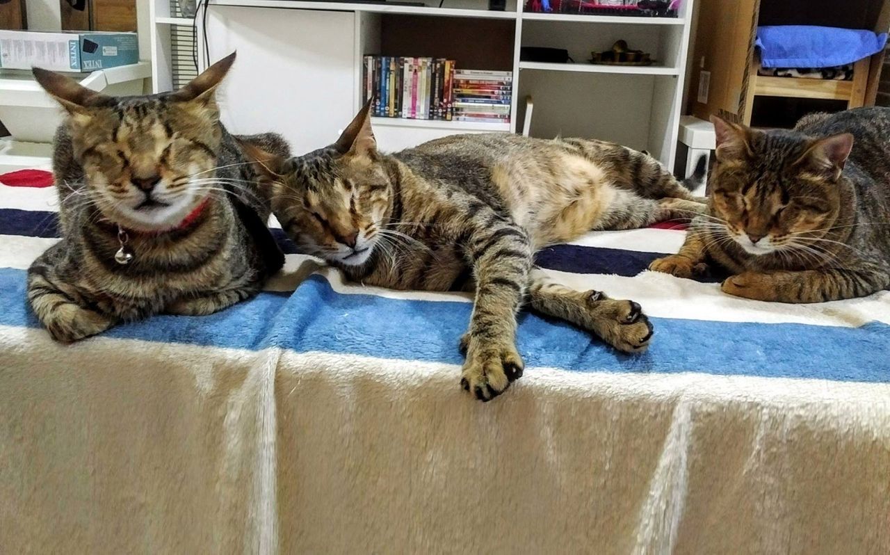 Przygarnęła trzy ślepe koty. Oto, co ma do powiedzenia rok później