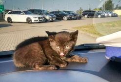Nietypowa interwencja policji. Dotyczyła kociaka