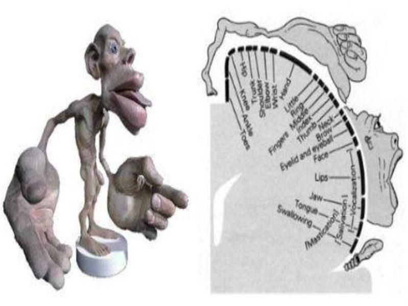 Schemat reprezentacji czuciowej poszczególnych części ciała w korze mózgu wg Penfielda i Rasmussena