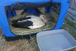 "Wypadek nad wysypiskiem". Zderzyły się... bociany