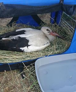 "Wypadek nad wysypiskiem". Zderzyły się... bociany