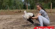W powietrzu zderzyły się dwa bociany