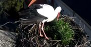 Nadchodzi wiosna! Pierwszy bocian w słynnym gnieździe
