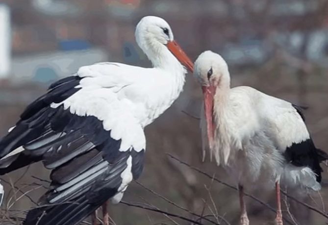 Miłość na dachu. Bocian Klepetan od 16 lat przylatuje z Afryki do swojej ukochanej