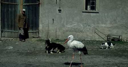 Symbol Polski stał się wrogiem. "Można mówić o rzezi bocianów"