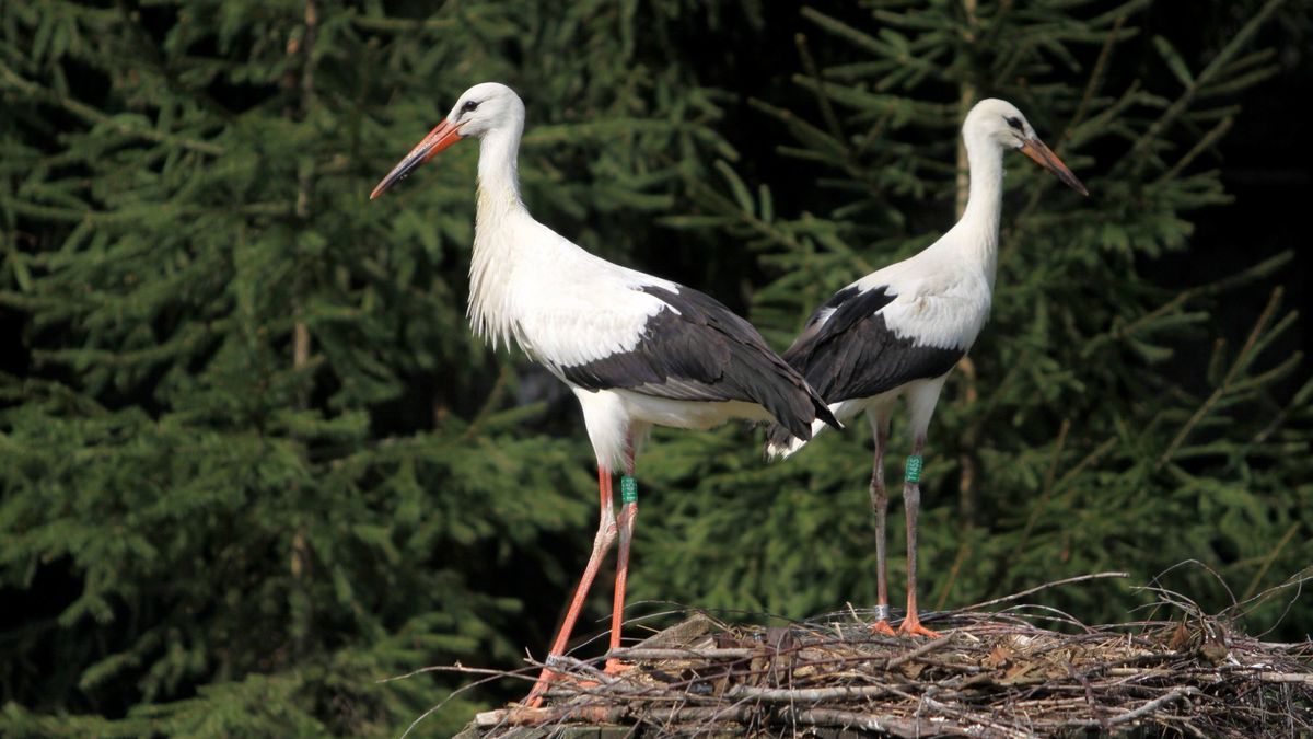 Bociany z ośrodka w Kozubczyźnie
