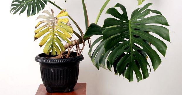 philodendron burle marx albo variegata Philodendron Burle Marx Albo main image 0
