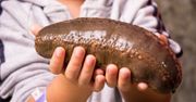 11 000 zł za kilogram! Te "ogórki" są tak cenne, że ludzie ryzykują życiem, by je zdobyć