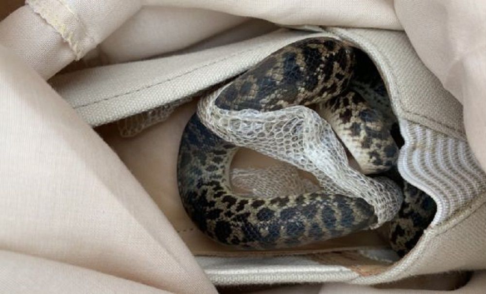 Przywiozła węża z Australii. Ukrył się w butach