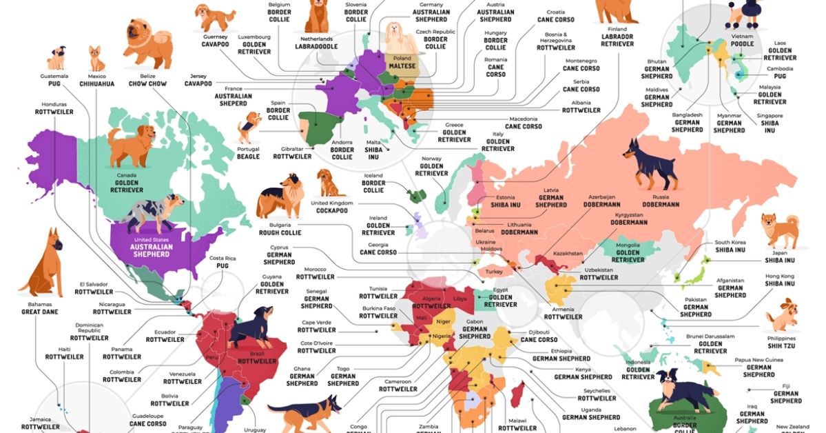 Rasy psów najpopularniejsze na świecie. Oto top najważniejszych państw
