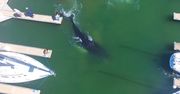 Wieloryb utknął w porcie. Jest wideo