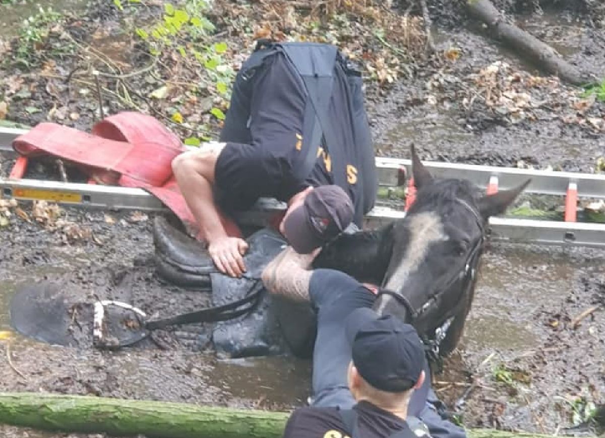 Wrocław. Koń i jego właścicielka uratowani dzięki sprawnej akcji ratunkowej 