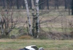 Ptaki nie odleciały na południe