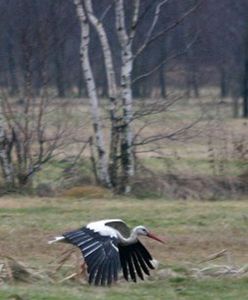 Ptaki nie odleciały na południe