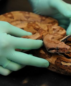 Boa dusiciel na placu zabaw w Poznaniu