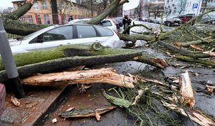 Powalone drzewa, zniszczone auta. Cyklon nad Polską