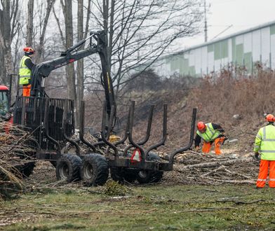 Wielka wycinka tysięcy drzew w Opolu. Rozżaleni ludzie mogą tylko patrzeć