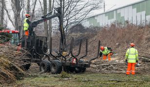 Wielka wycinka tysięcy drzew w Opolu. Rozżaleni ludzie mogą tylko patrzeć