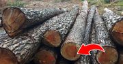 Co robić, gdy zgubisz się w lesie? Ta wiedza może uratować Ci życie