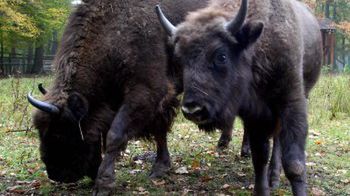 Bohater imprezy (po prawej)