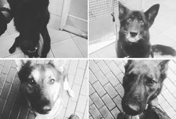 Warszawa. Tragiczna śmierć policyjnych psów. Veolia oferuje wsparcie