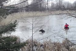 Łoś tonął w rzece. Strażacy uratowali przerażone zwierzę