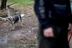 Niepełnosprawny zagryziony przez psy. Ich właściciel był pijany