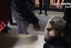 Festiwal Mayday w Katowicach. Zatrzymano 22 osoby