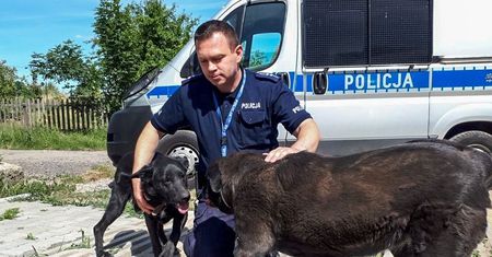 Nowa Sól (Lubuskie). Drugi katowany pies znalazł azyl u policjanta
