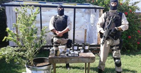 Argentyńscy federalni chwalą się zamknięciem "plantacji" marihuany. To krzak i kilka sadzonek