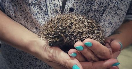 Dom pełen jeży. Pani Kasia z Zielonej Góry uratowała już kilkadziesiąt maluchów