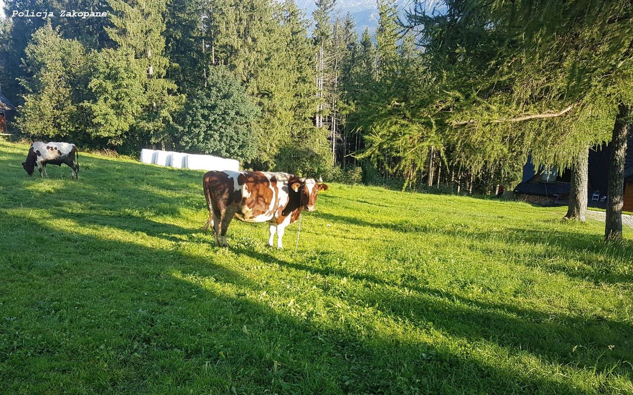 Gubałówka. Incydent z udziałem krowy. Zraniła 9-latkę