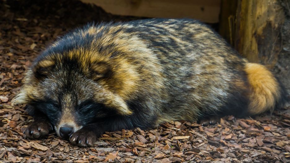 Jenot zaklinował się w ogrodzeniu jednej z posesji w Kozienicach. Policja uratowała przerażone zwierzę. Zobacz zdjęcia