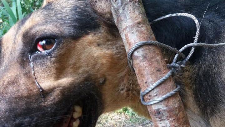 Suka została porzucona w lesie. Była wycieńczona