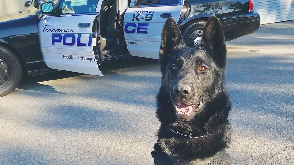 Policja z Torrance wyjaśnia okoliczności strzelaniny