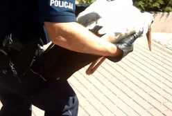 Policja ruszyła na ratunek rannemu bocianowi