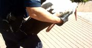 Policja ruszyła na ratunek rannemu bocianowi